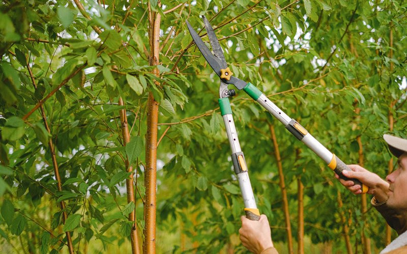 Tree trimming in Keatchie, LA