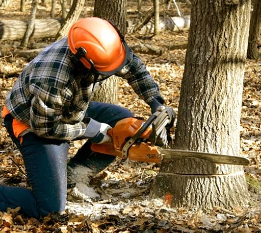 Tree Removal in Keatchie, LA